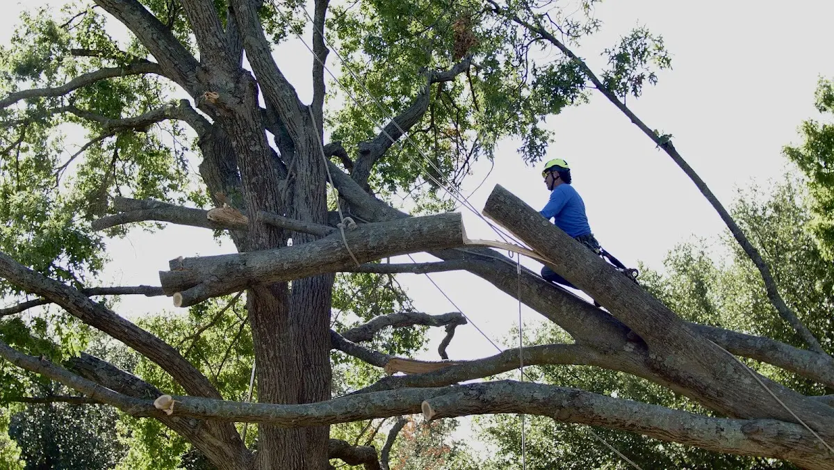 Professional Crown Thinning performed by certified arborists in Fairhope
