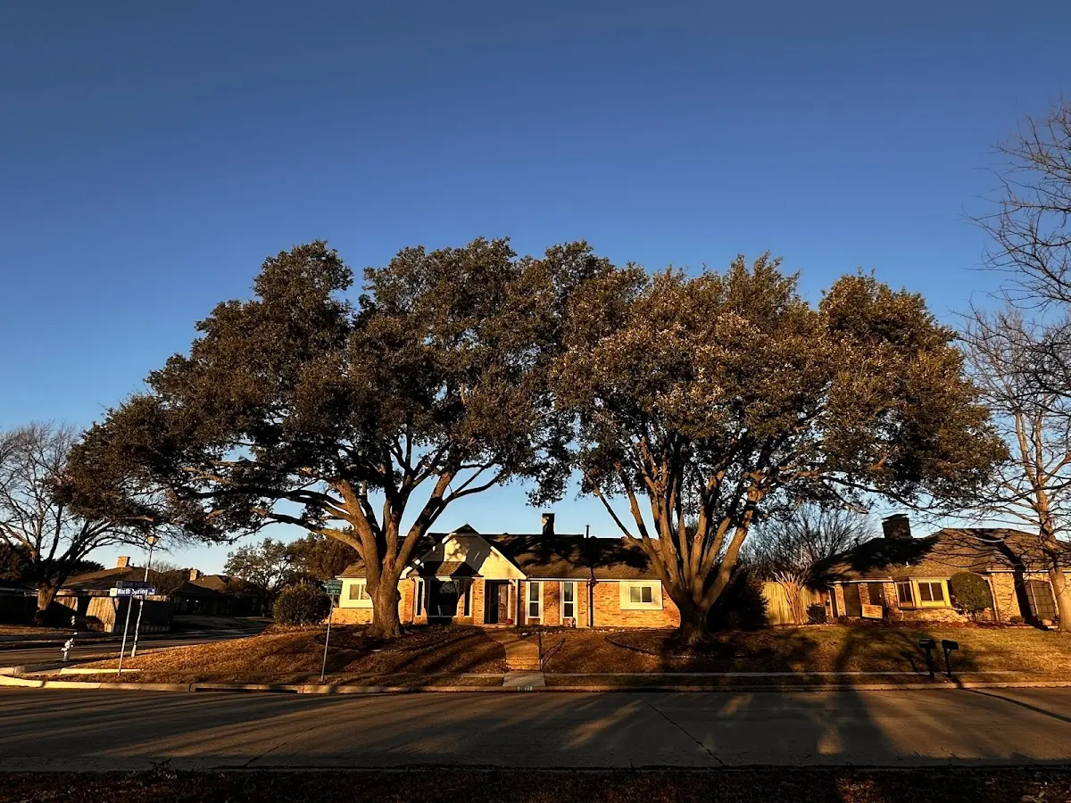 Established residential canopy tree shading a home in Fairhope